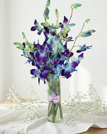 Royal Sapphire Orchid Bliss